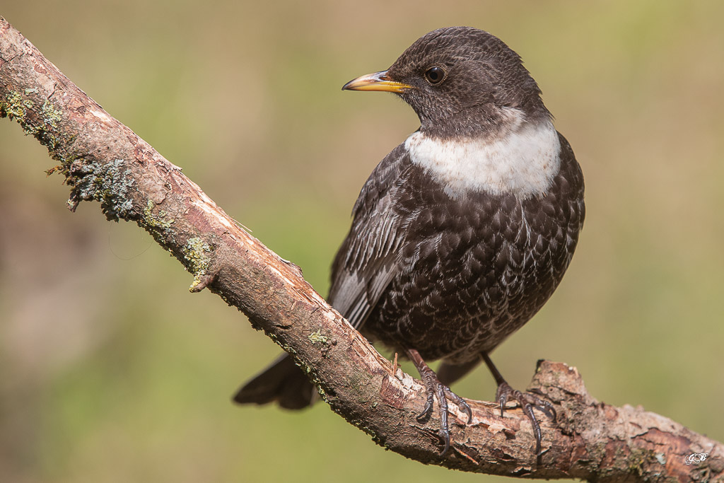 Merle à plastron (Turdus torquatus) Ring Ouzel-78.jpg