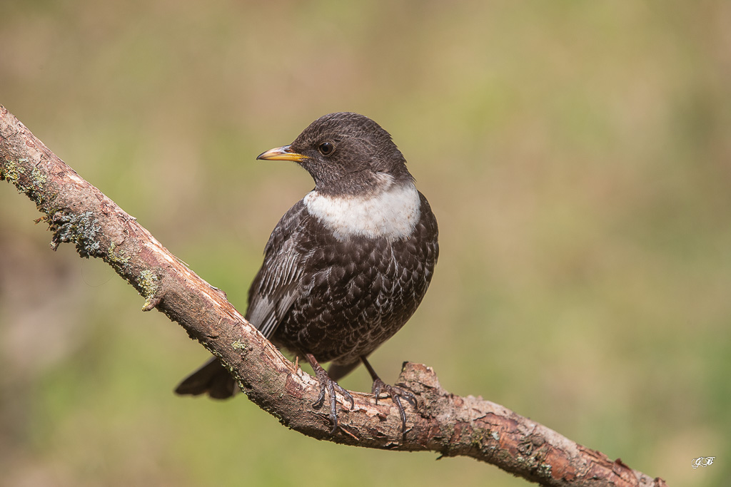 Merle à plastron (Turdus torquatus) Ring Ouzel-78-2.jpg