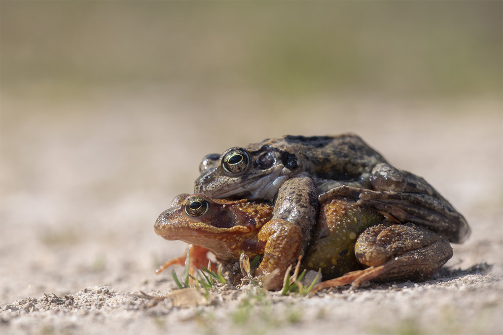 grenouille rousse 5.jpg