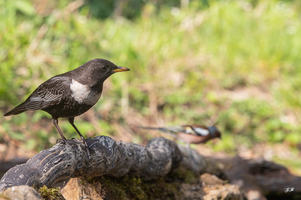 Merle à plastron (Turdus torquatus) Ring Ouzel-186.jpg