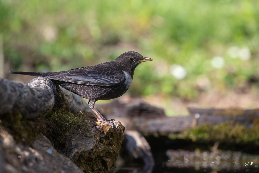 Merle à plastron (Turdus torquatus) Ring Ouzel-192.jpg