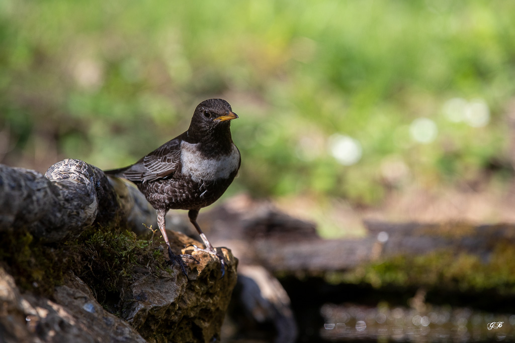 Merle à plastron (Turdus torquatus) Ring Ouzel-193.jpg