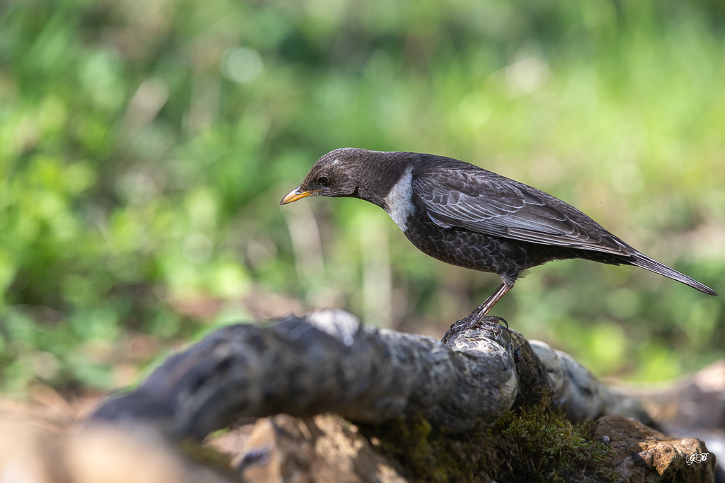 Merle à plastron (Turdus torquatus) Ring Ouzel-207.jpg