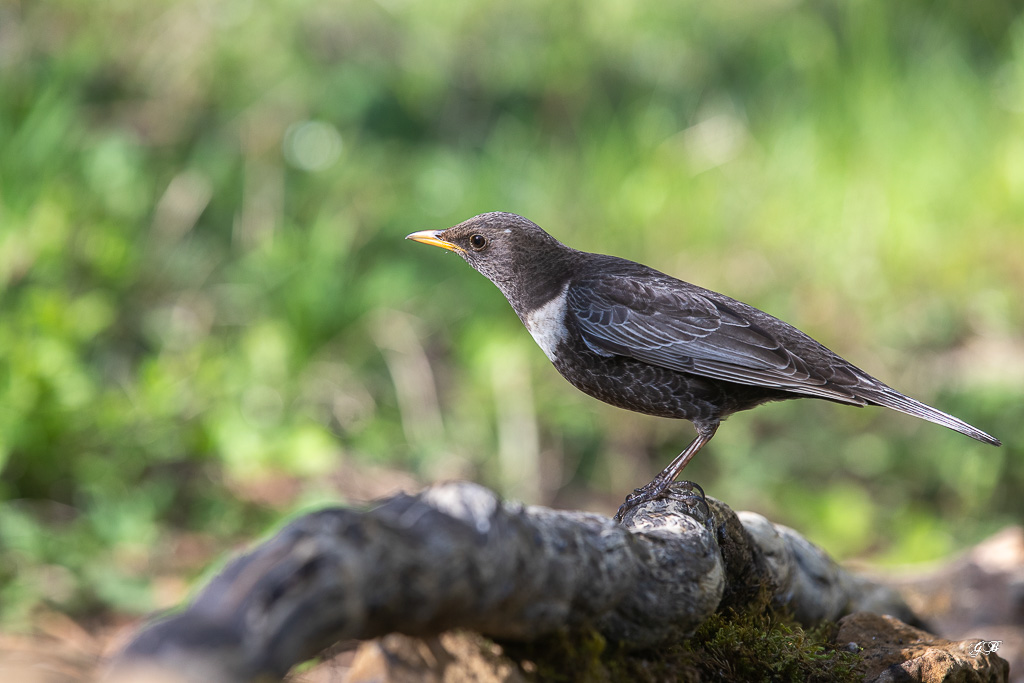 Merle à plastron (Turdus torquatus) Ring Ouzel-212.jpg