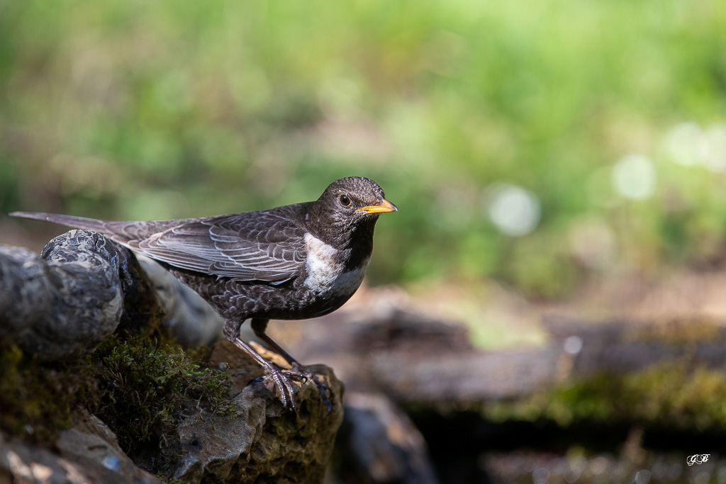 Merle à plastron (Turdus torquatus) Ring Ouzel-218.jpg