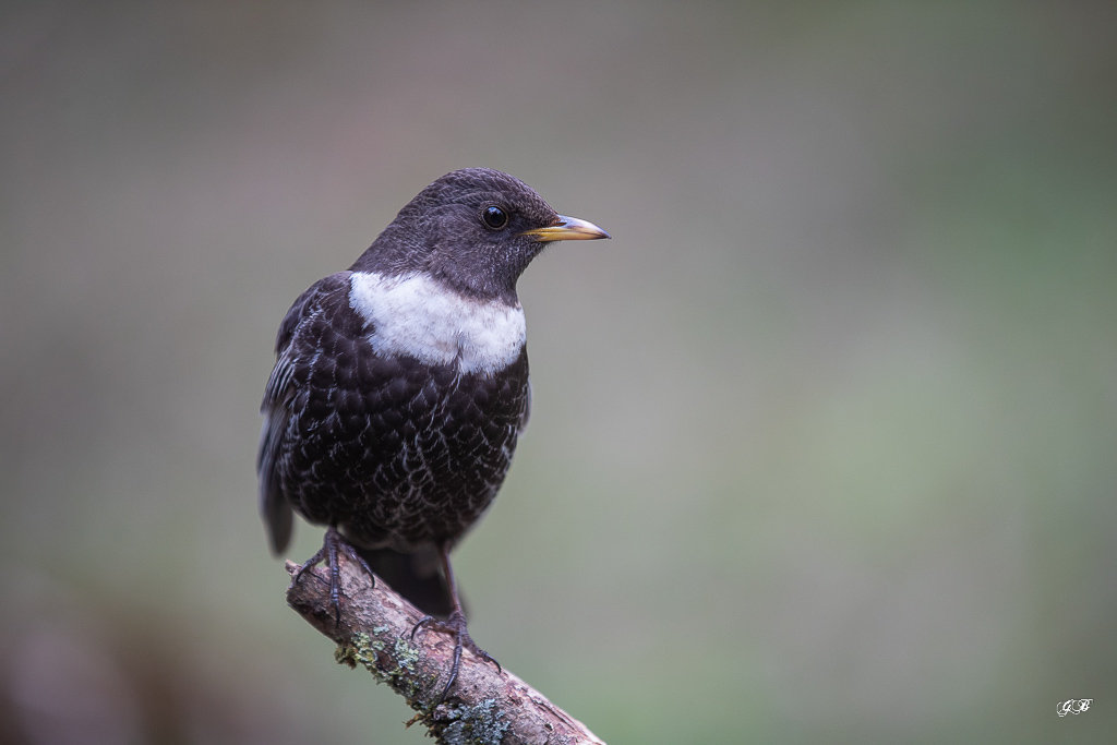 Merle à plastron (Turdus torquatus) Ring Ouzel-102.jpg