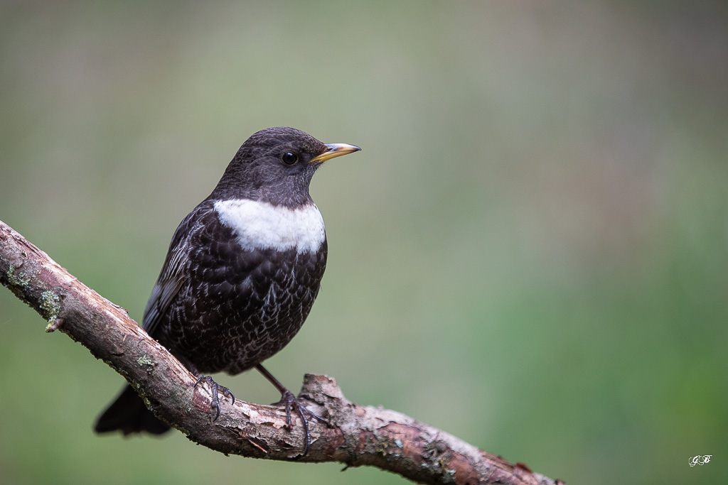 Merle à plastron (Turdus torquatus) Ring Ouzel-173.jpg