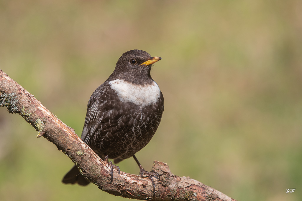 Merle à plastron (Turdus torquatus) Ring Ouzel-67.jpg