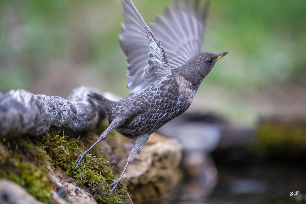 Merle à plastron (Turdus torquatus) Ring Ouzel-108.jpg