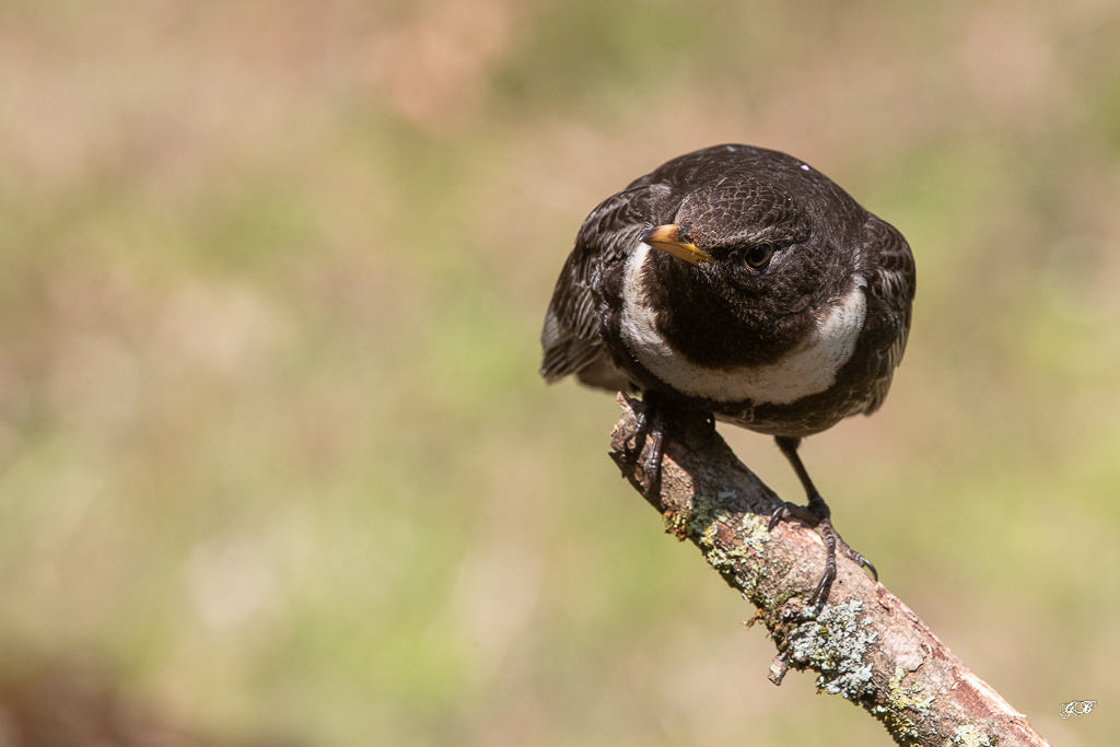 Merle à plastron (Turdus torquatus) Ring Ouzel-179.jpg