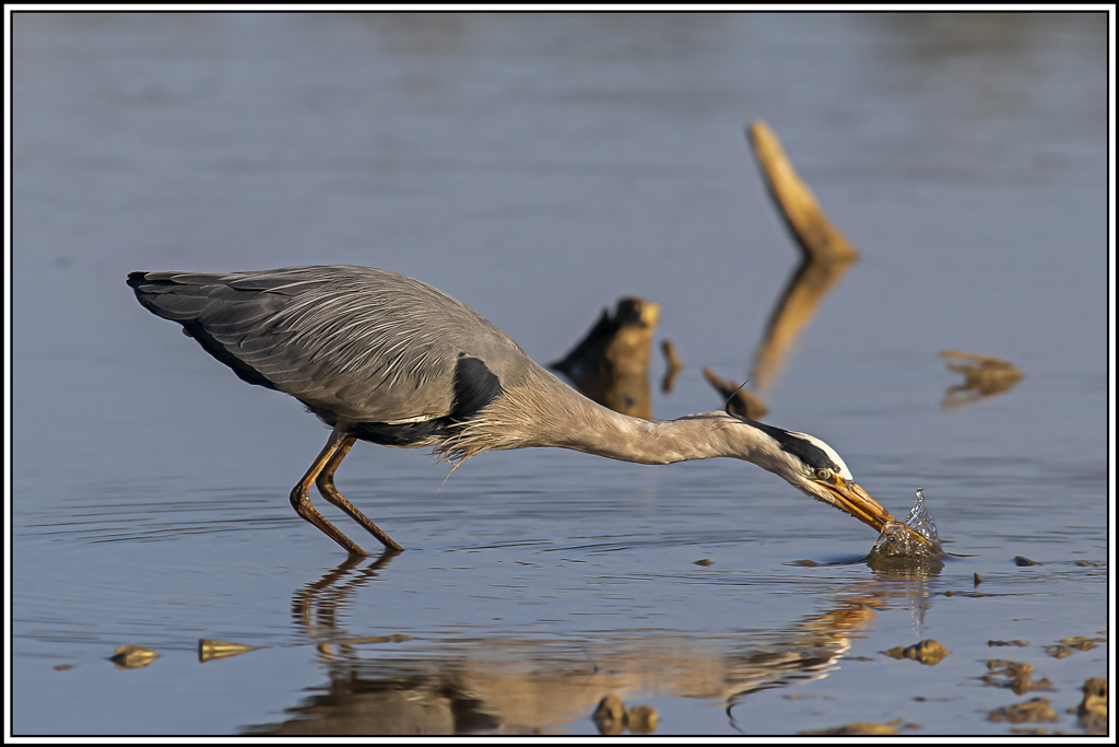 heron_cendre(805).jpg