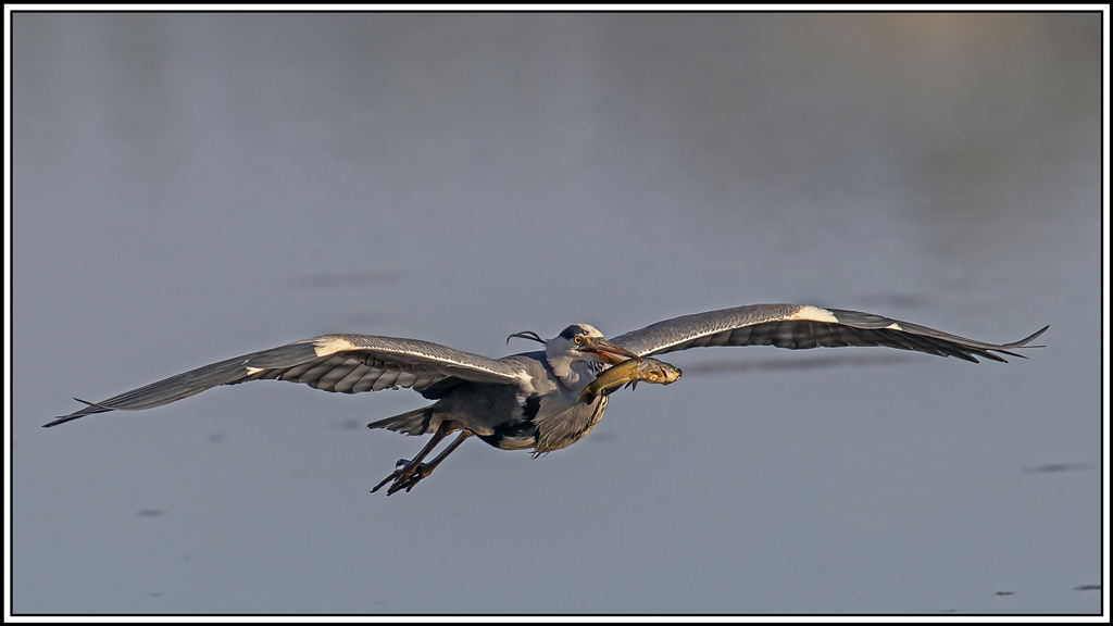 heron_cendre(789).jpg