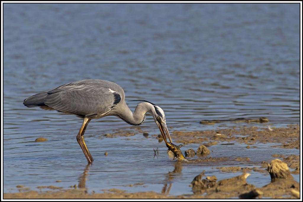 heron_cendre(1037).jpg