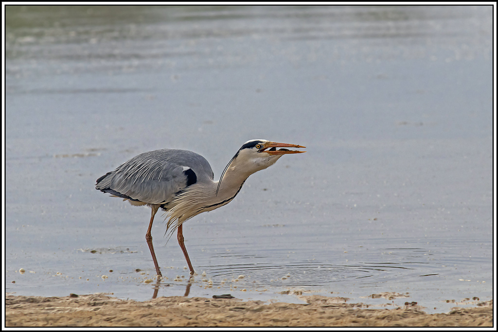 heron_cendre(1126).jpg