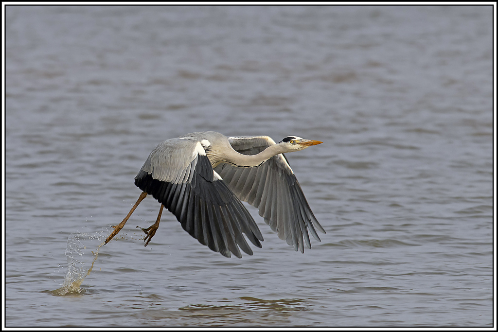 heron_cendre(342).jpg