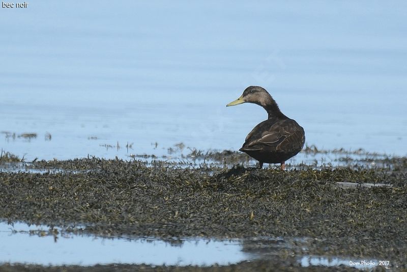 canard.noir.doca.1g.jpg