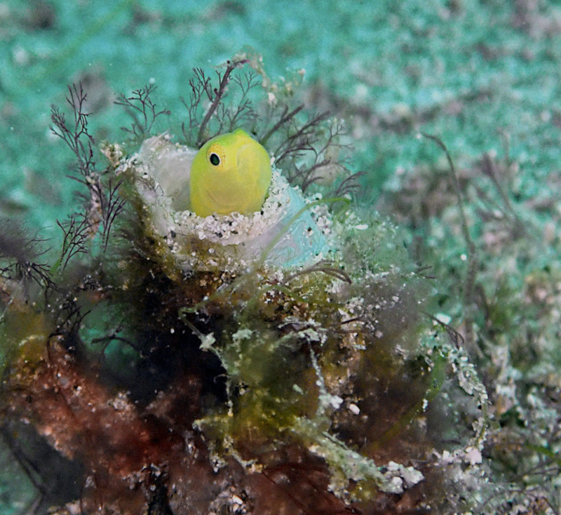 49697229816_9978dcecf5_bGobie corail jaune, Gobiodon okinawæ,  gobie Okinawa 2.jpeg