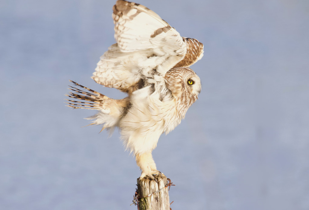 hibou des marais.jpeg