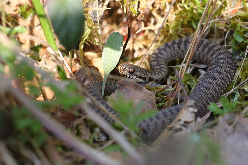 Vipère péliade - Vipera berus  V121 #1.3 180421 I&N.JPG