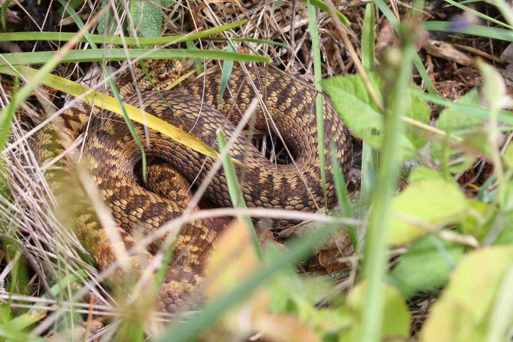 Vipère péliade - Vipera berus  V72 130521 I&N.JPG