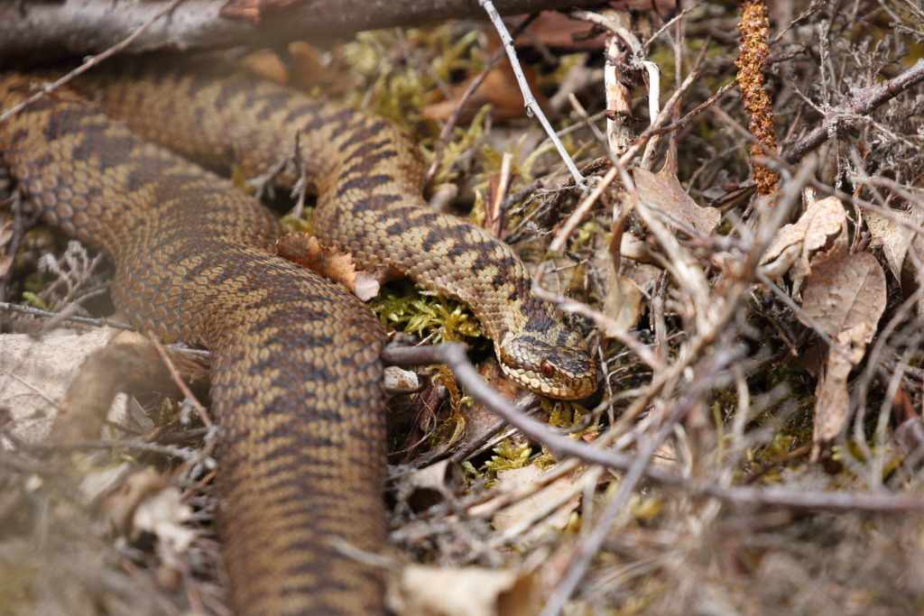 Vipère péliade - Vipera berus  V111 #1 080521 I&N.JPG