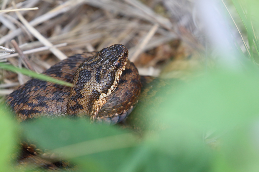 Vipère péliade - Vipera berus  V99 #1 060621 I&N.JPG