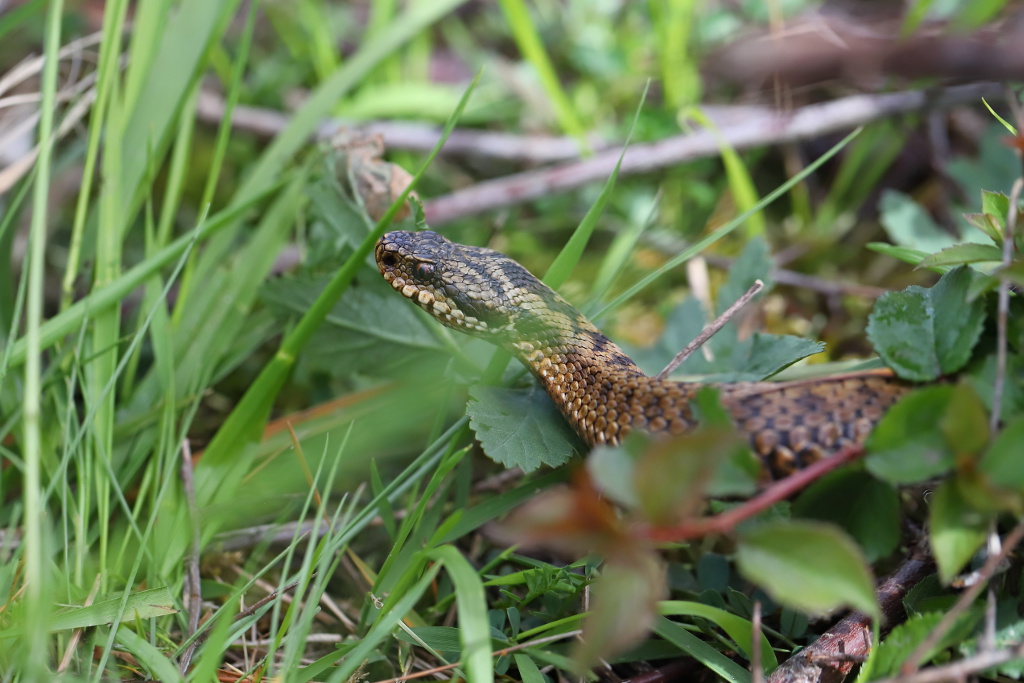 Vipère péliade - Vipera berus  V99  220521 I&N.JPG