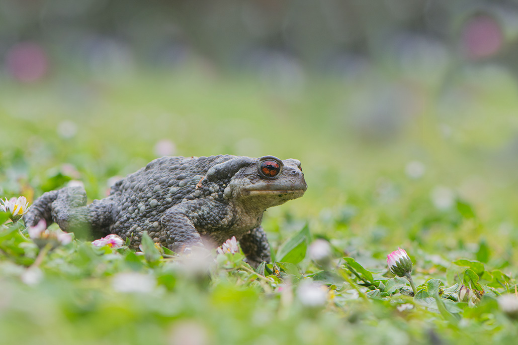 8-Crapaud épineux.jpg