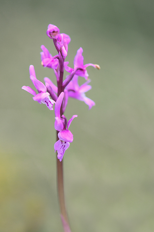 19-Orchis d'Olbia (orchis olbiensis).jpg