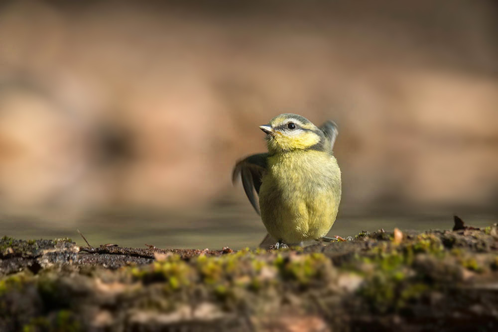 mésange_bleue.jpg