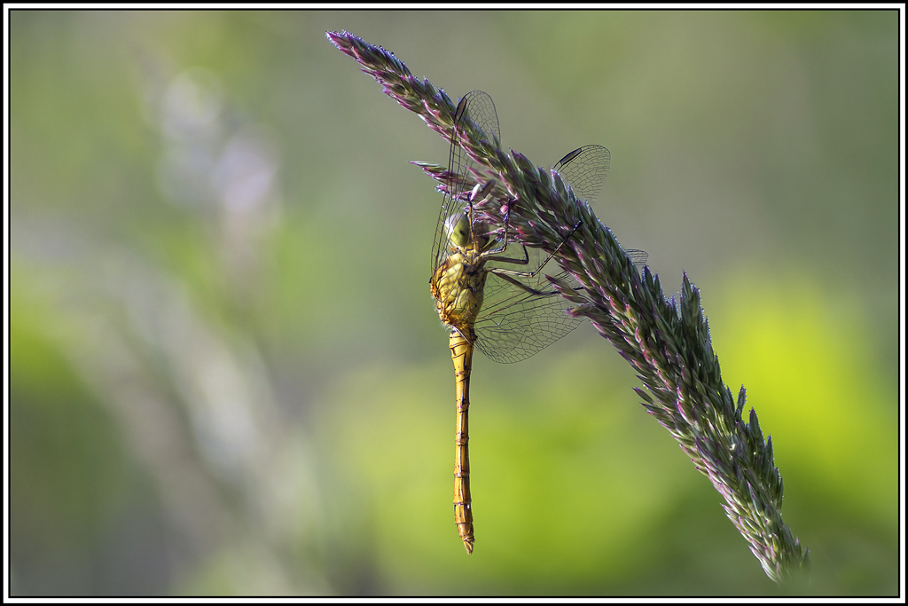 sympetrum-meridional(sympetrum-meridionale(1_9)(1).jpg