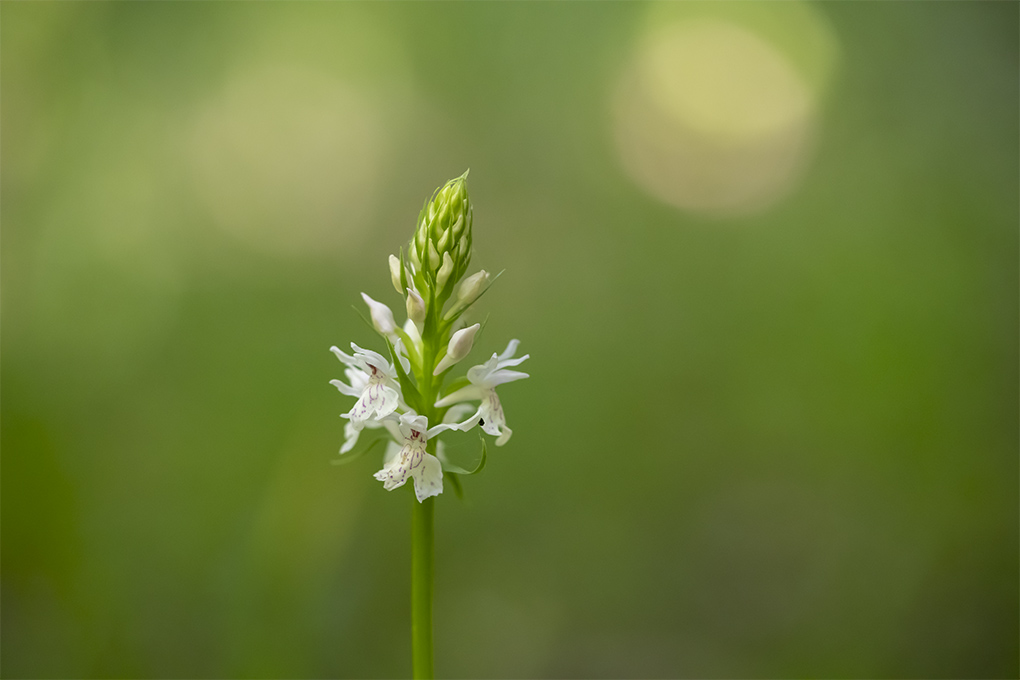 orchidées Mussey (orchis maculée)2.jpg