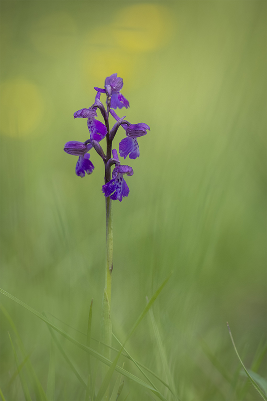 Orchis bouffon (2).jpg