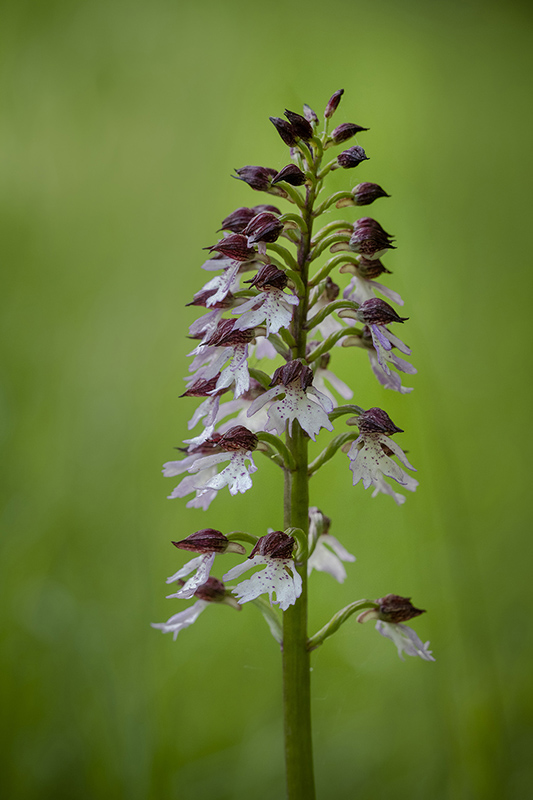 Orchis brulé (4).jpg