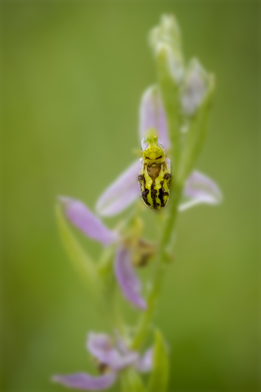 Orchis indeterminée 1.jpg