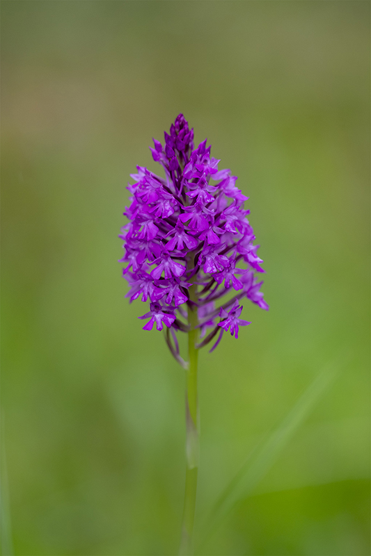 Orchis pyramidal 1.jpg