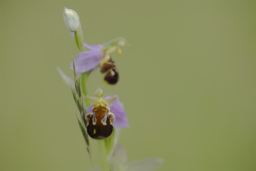 Ophrys abeille 5.jpg