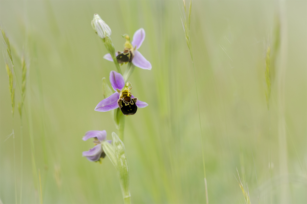 Ophrys abeille 2.jpg