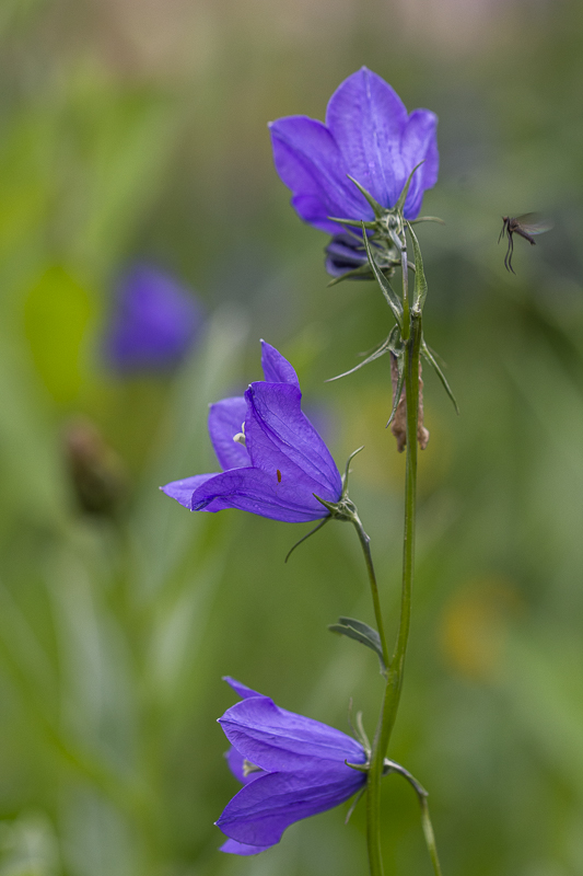 9- Campanule. Flore Névache (Vallée de la Clarée)-1-6.jpg