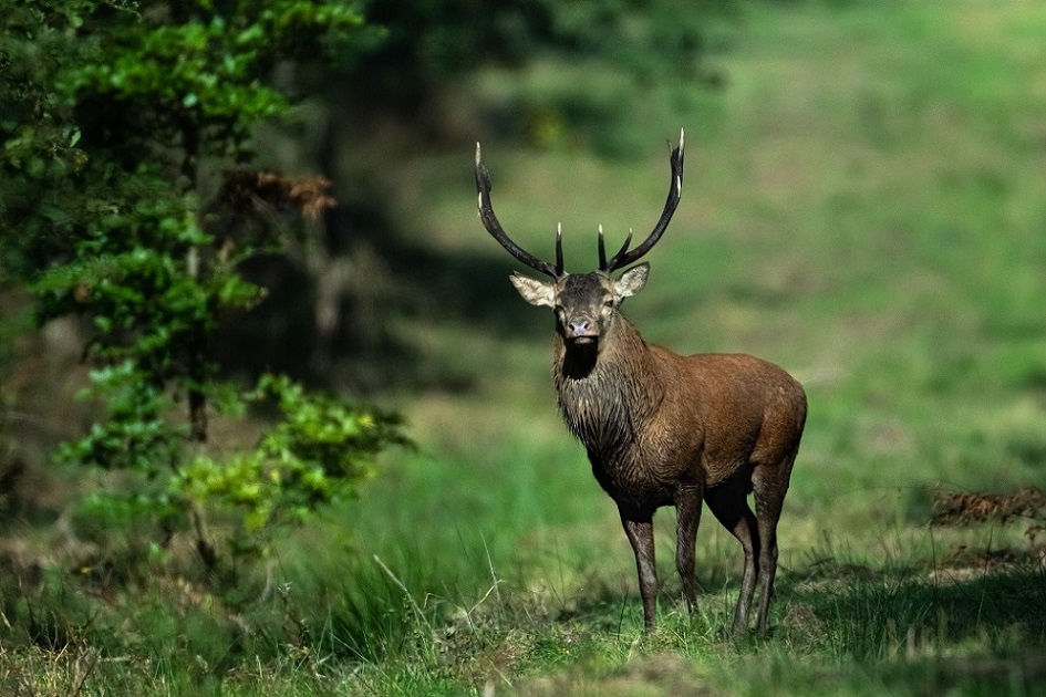 Cerf élaphe - Jupiter - Copie.jpg