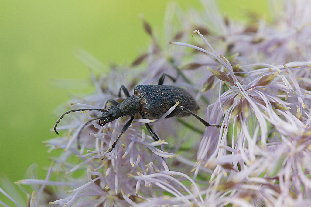 Evodinus clathratus.jpg