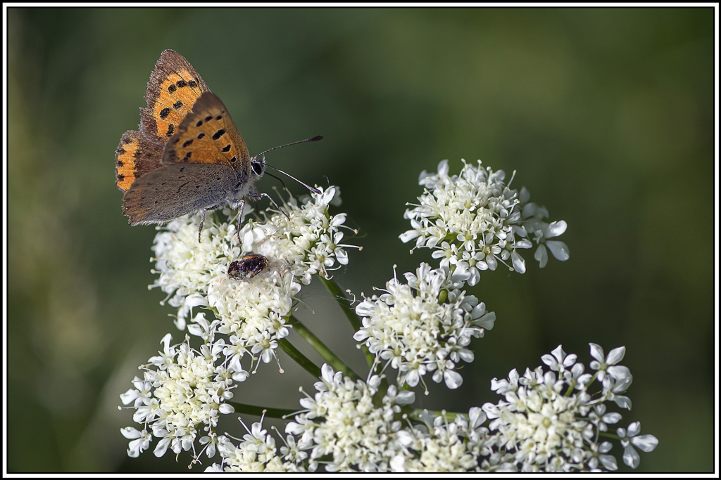 cuivre_commun(Lycaena-phlaeas)(3).jpg