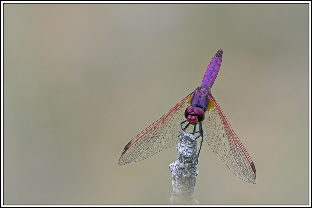 trithemis-pourpre(trithemis-annulata)(66_71).jpg