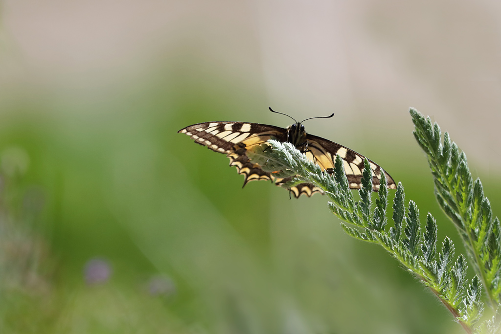 Le Machaon - Papilio machaon.JPG