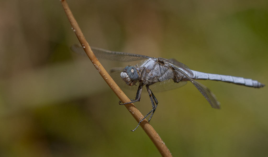 Libellule Orthétrum brun-1.jpg