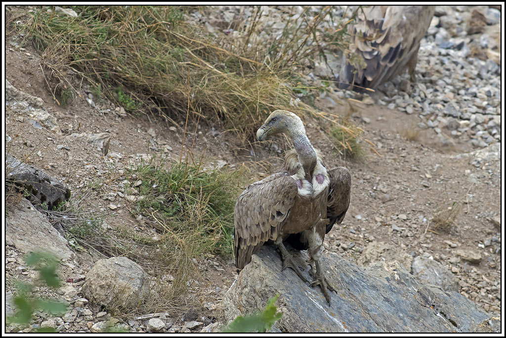 vautour-fauve(222).jpg