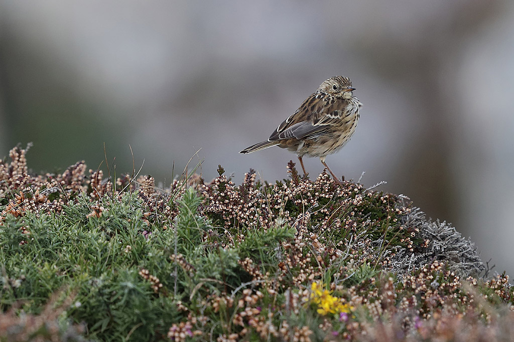 pipit farlouse 3.jpg