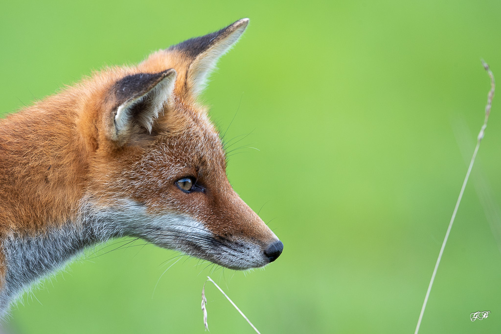 Renard Roux (Vulpes vulpes)-473.jpg