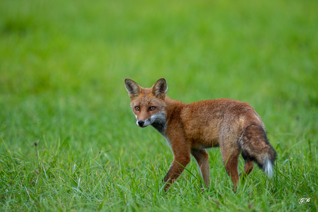 Renard Roux (Vulpes vulpes)-474.jpg