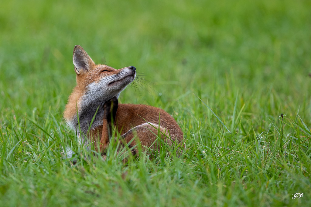 Renard Roux (Vulpes vulpes)-478.jpg